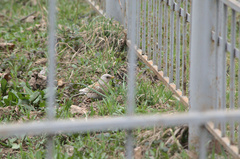 Turdus pilaris