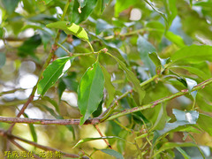 Symplocos setchuensis