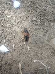 Staphylinus caesareus