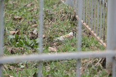 Turdus pilaris