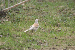 Turdus pilaris