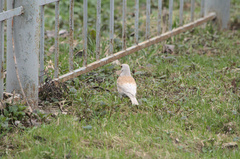 Turdus pilaris