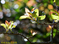 Actinidia rufa