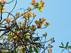 Actinidia rufa