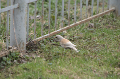 Turdus pilaris