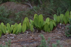 Bulbophyllum baileyi