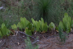 Bulbophyllum baileyi
