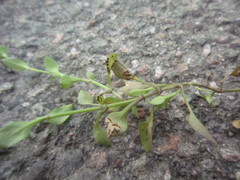 Puccinia arenariae
