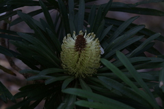 Banksia aquilonia