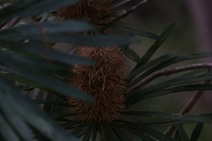 Banksia aquilonia