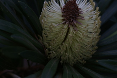 Banksia aquilonia
