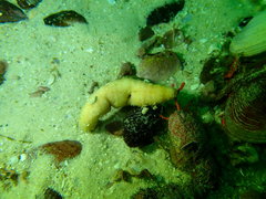 Thyone aurea