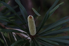 Banksia aquilonia