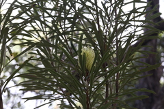 Banksia aquilonia