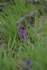 Anacamptis morio