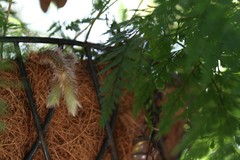 Asplenium adiantum-nigrum