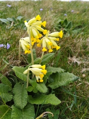 Primula veris veris