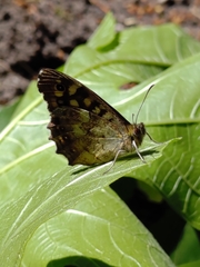 Pararge aegeria