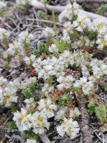 Image of Paronychia kapela by (c) Ljaž, some rights reserved (CC BY)
