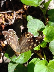 Pararge aegeria