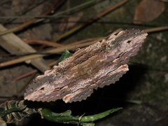 Anisoneura aluco