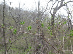 Philadelphus tenuifolius
