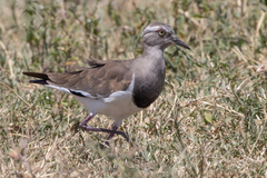 Vanellus melanopterus minor