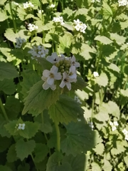 Alliaria petiolata