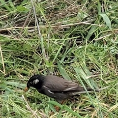 Spodiopsar cineraceus