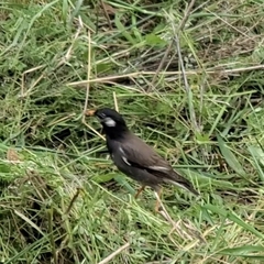 Spodiopsar cineraceus