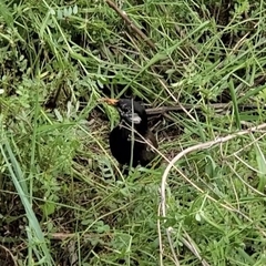 Spodiopsar cineraceus