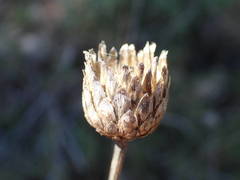 Cheirolophus intybaceus