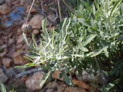 Cheirolophus intybaceus