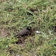 Spodiopsar cineraceus