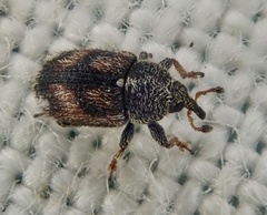 Mecinus labilis