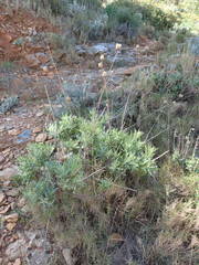 Cheirolophus intybaceus