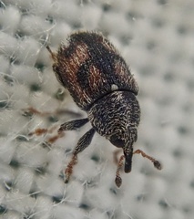 Mecinus labilis