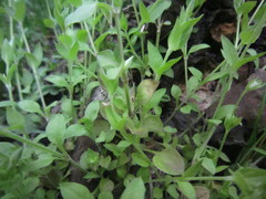 Puccinia arenariae