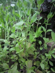 Puccinia arenariae