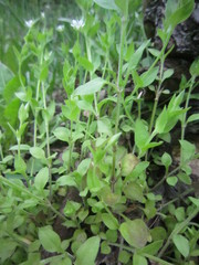 Puccinia arenariae