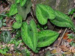 Asarum macranthum