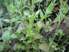 Puccinia arenariae