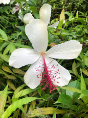 Hibiscus arnottianus