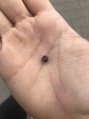 Armadillidium vulgare