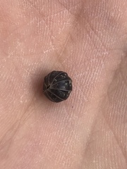 Armadillidium vulgare