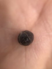 Armadillidium vulgare
