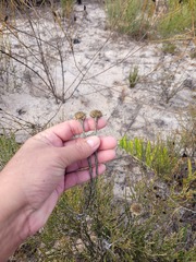 Chrysocoma esterhuyseniae