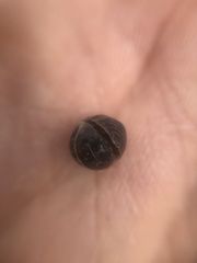 Armadillidium vulgare