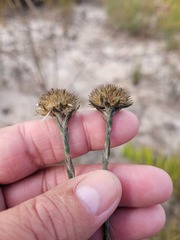 Chrysocoma esterhuyseniae