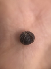 Armadillidium vulgare